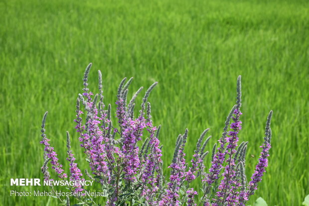 Scenic beauty of rice farms in Astara