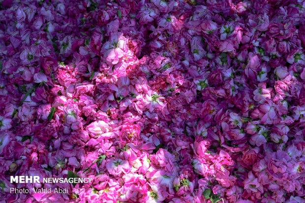 Damask rose festival in NW Iran