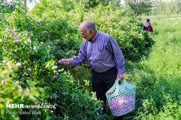 Damask rose festival in NW Iran