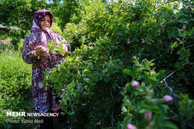 Damask rose festival in NW Iran