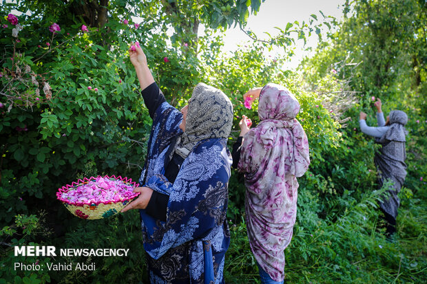 Damask rose festival in NW Iran