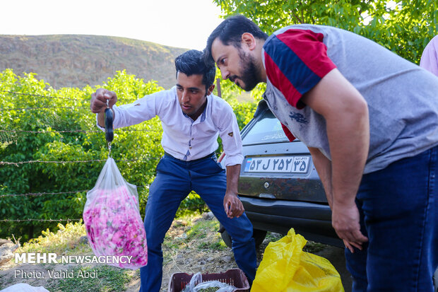 Damask rose festival in NW Iran