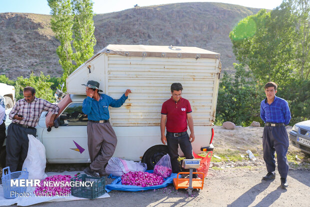 Damask rose festival in NW Iran