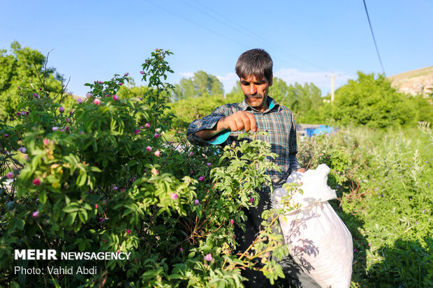 Damask rose festival in NW Iran