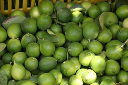 فروش لیموترش و لیموشیرین بالاتر از ٢٠ هزارتومان ممنوع است/ آغاز ورود میوه های تابستانه به بازار