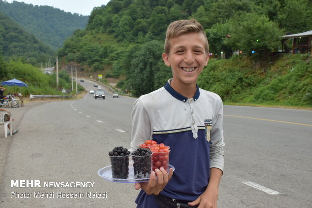 رونق فروش تمشک و آلوچه در گردنه کوهستانی حیران