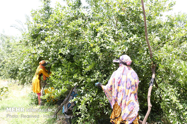 Harvesting fresh lime in orchards of Hormozgan prov.