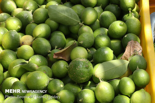 İran'da limon hasadı