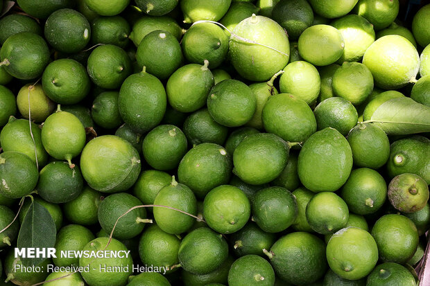 Harvesting fresh lime in orchards of Hormozgan prov.