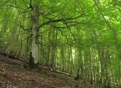 تدوین «مدیریت پایدار جنگل‌های هیرکانی» در مراحل نهایی قرار دارد