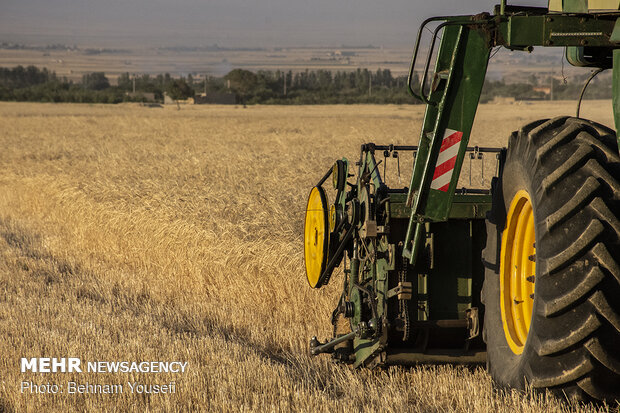 Wheat harvest in central Iran