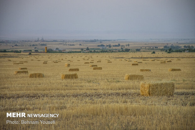Wheat harvest in central Iran