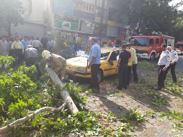 سقوط درخت چنار ۱۰ متری در خیابان شریعتی/ حادثه تلفات نداشت