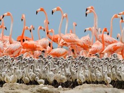 Bakhtegan wetland shrinking, flamingo chicks in danger