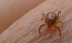 crimean-congo hemorrhagic fever