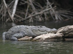 Private ownership of marsh crocodiles outlawed
