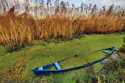 ‘Nano bioremediation on Anzali wetland worrisome’