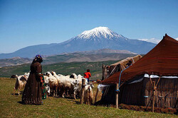 nomads