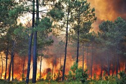 ‘Humans responsible for over 95% of wildfires’