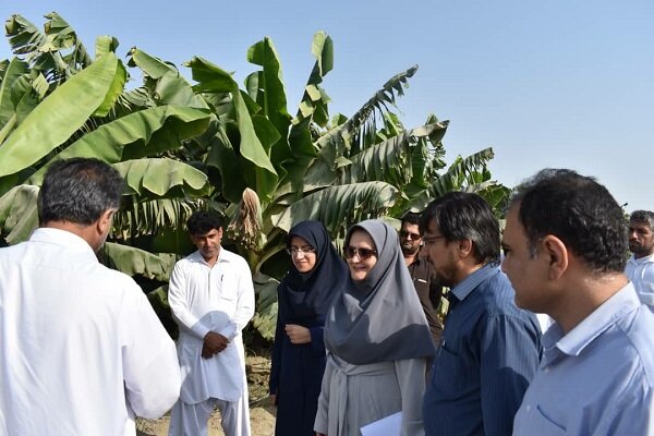 کشاورزی بخش «زرآباد» نیازمند توجه ویژه است