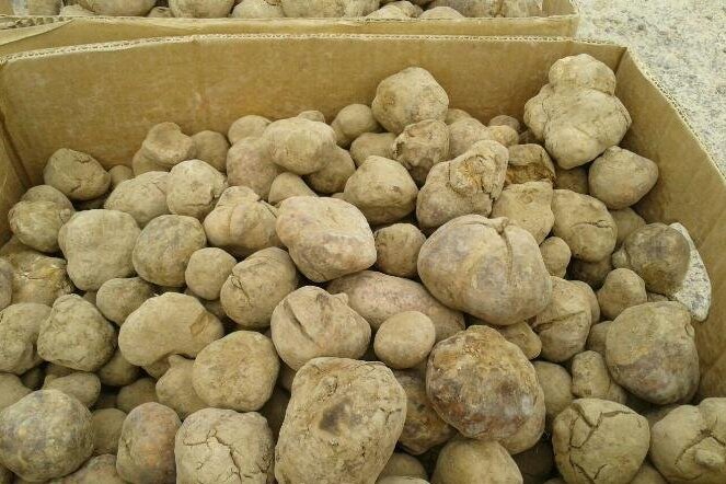 طمع بومیان و نابودی طبیعت گلستان / «ترافل» بلای گنج هیرکان شد 3