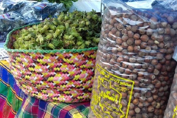 چالش های فندق کاران اشکورات؛ از کاهش تولید تا جولان دلالان در بازار