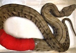 Injured blunt-nosed viper survived death