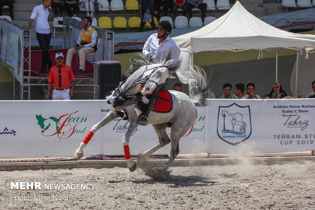 Arap Atı Festivali 