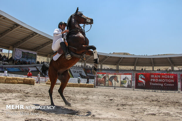 مهرجان "الفرس العربي الاصيل" في تبريز / صور