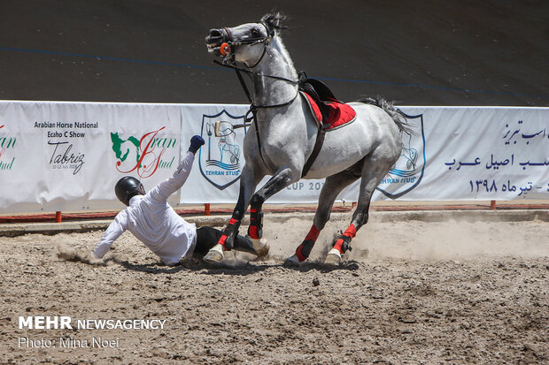 Tabriz hosts Arabian Purebred Horse Beauty Festival