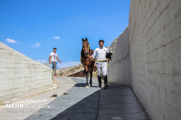 Tabriz hosts Arabian Purebred Horse Beauty Festival