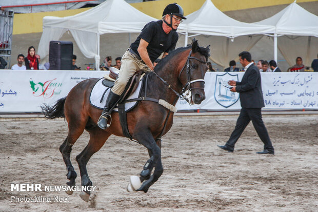 Tabriz hosts Arabian Purebred Horse Beauty Festival