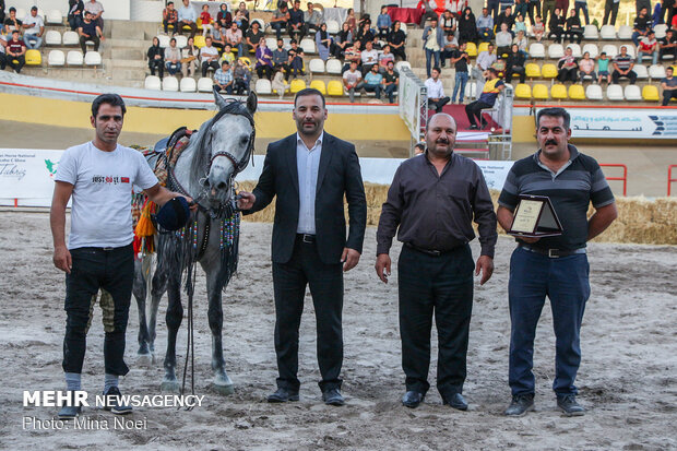 Tabriz hosts Arabian Purebred Horse Beauty Festival