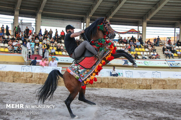 Tabriz hosts Arabian Purebred Horse Beauty Festival