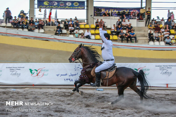 Tabriz hosts Arabian Purebred Horse Beauty Festival