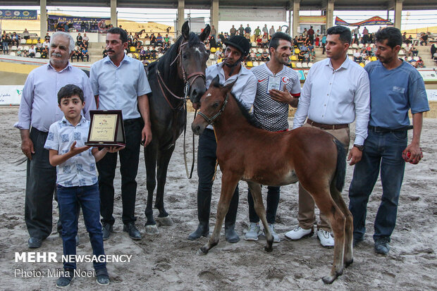 Tabriz hosts Arabian Purebred Horse Beauty Festival