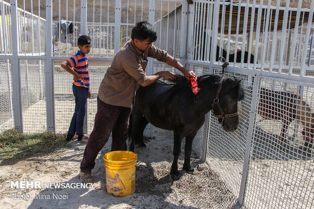 Tabriz hosts Arabian Purebred Horse Beauty Festival