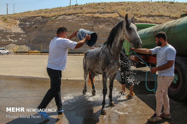 Tabriz hosts Arabian Purebred Horse Beauty Festival