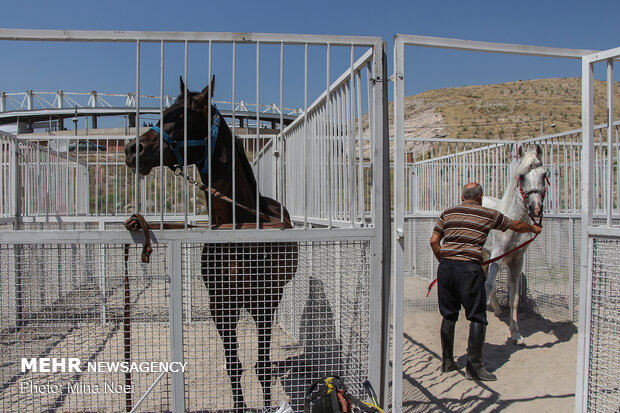 Tabriz hosts Arabian Purebred Horse Beauty Festival