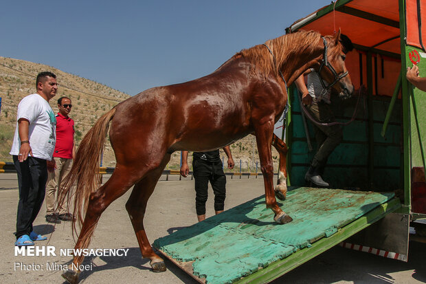 Tabriz hosts Arabian Purebred Horse Beauty Festival