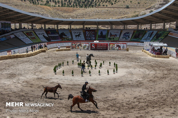 Tabriz hosts Arabian Purebred Horse Beauty Festival