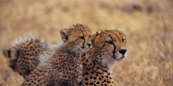 Asiatic cheetahs spotted in eastern Iran