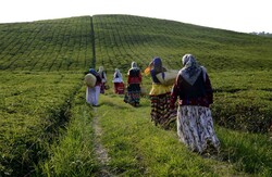 Tea harvest festival brings travelers, nature lovers together 