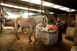 Entrepreneurship: Horse breeding in northern Iran