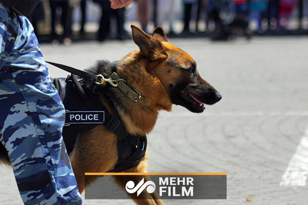 افغانستان میں بموں کوتلاش اور  ناکارہ بنانے والے کتے