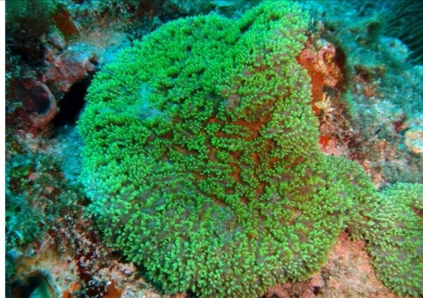 دو گونه از مرجان های سخت در سمبارون در جزیره کیش مشاهده شد