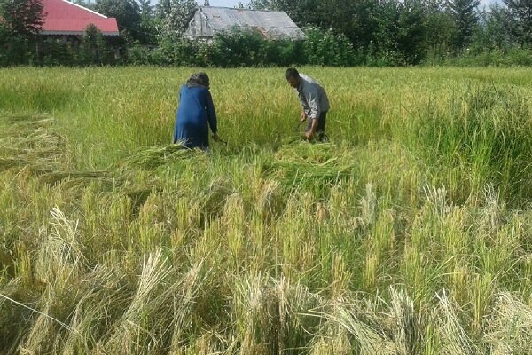 برداشت برنج از ۸۶۵ هکتار زمین کشاورزی شهرستان طارم آغاز شد 