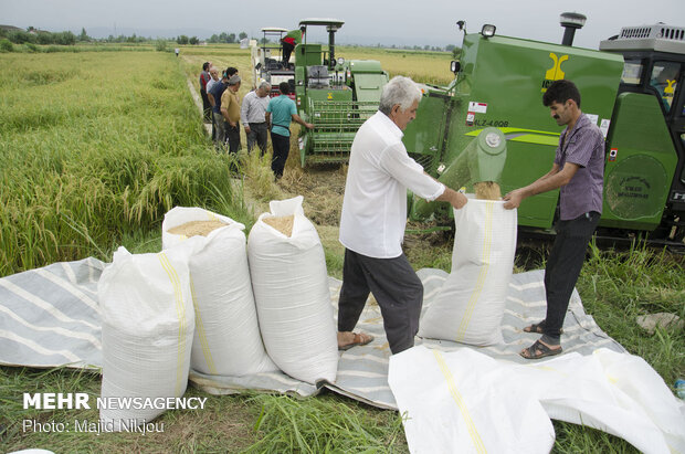 افزایش ۳ درصدی سطح زیرکشت برنج در مازندران