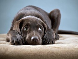 Bill on protection of animals and wildlife still awaiting consideration
