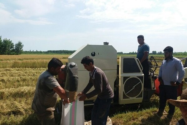 تعرفه عملیات برداشت مکانیزه برنج در استان گیلان اعلام شد